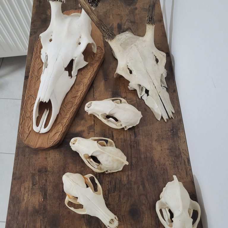 Dein Weg zum Jagdschein in Thüringen